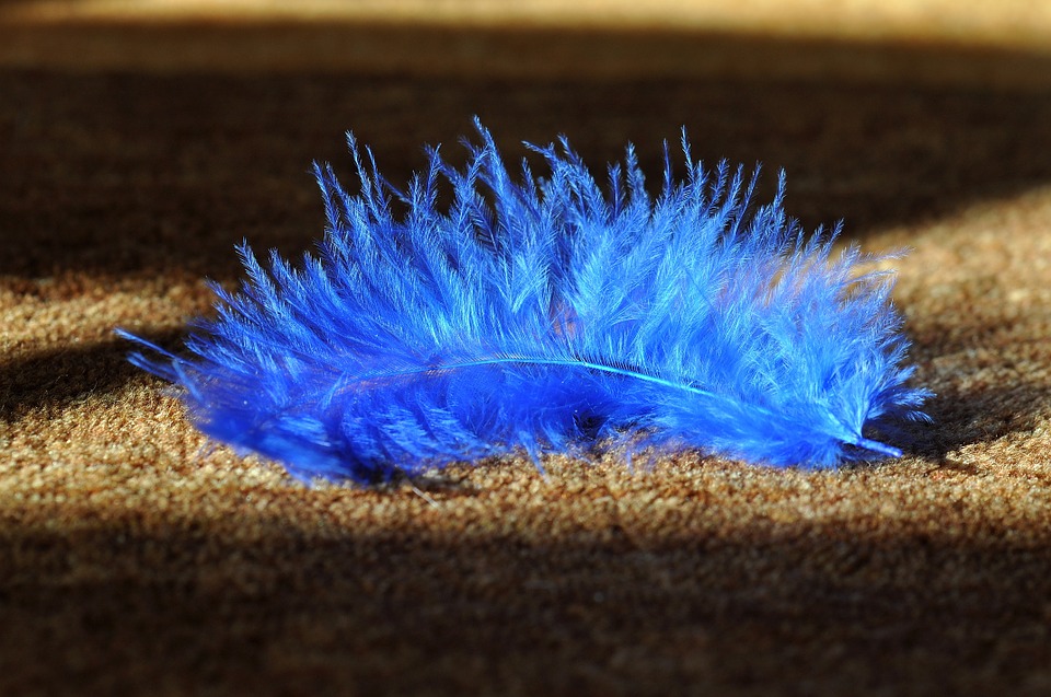 feather