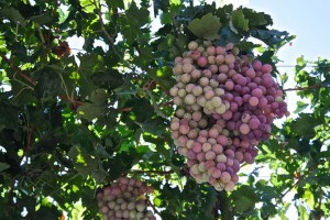 grape tree
